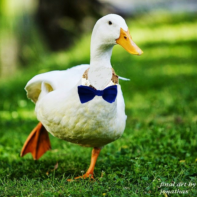 Pato branco usando uma gravata borboleta azul